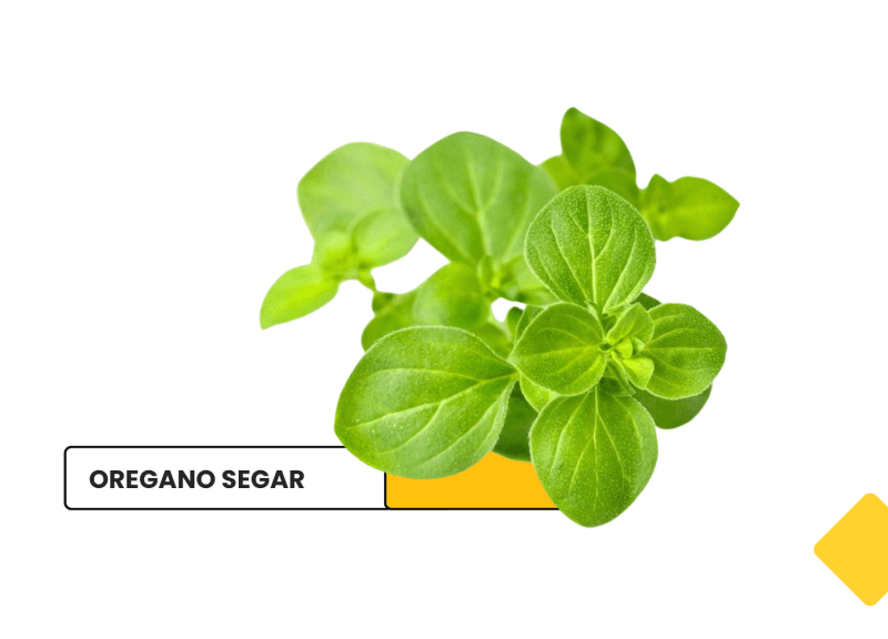 Oregano Segar / Fresh Oregano